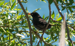 Turdus chiguanco
