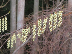 Stachyurus praecox