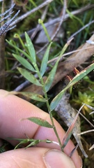 Tetrarrhena distichophylla