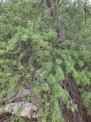 (c) Cleveland Powell, some rights reserved (CC BY) Vachellia bravoensis, photograph (c) Cleveland Powell, some rights reserved (CC BY)