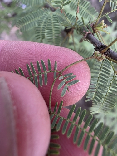 Vachellia bravoensis, photograph 2