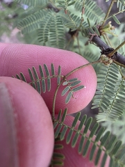 (c) Cleveland Powell, some rights reserved (CC BY) Vachellia bravoensis, photograph (c) Cleveland Powell, some rights reserved (CC BY)