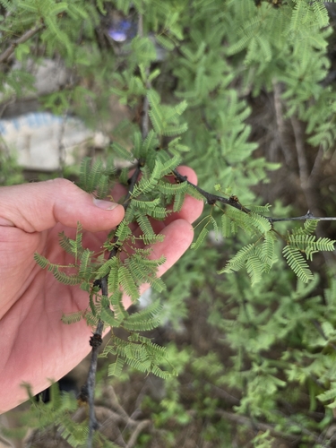 Vachellia bravoensis, photograph 3