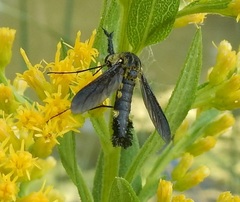 Lepidophora lepidocera