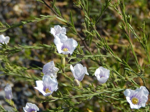 Image of Nierembergia scoparia by (c) Joselin Listur, some rights reserved (CC BY)