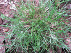 Poa bulbosa