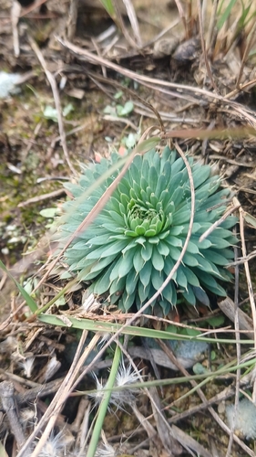 Psammotropha myriantha, 2026-04-27