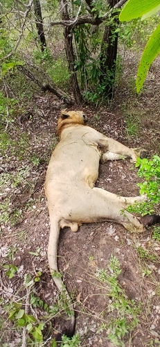 Southern Lion