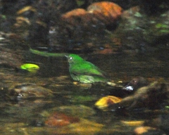 Lepidothrix velutina