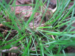 Poa bulbosa