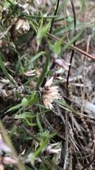 Laxmannia orientalis