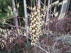 Stachyurus praecox