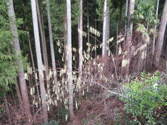 Stachyurus praecox