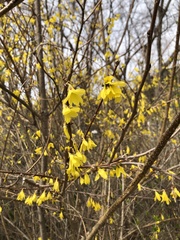 Forsythia koreana