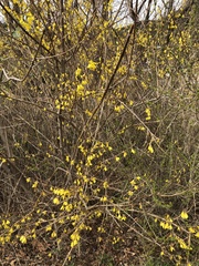 Forsythia koreana