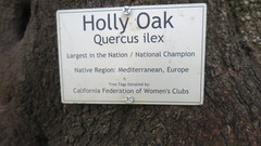 Quercus ilex
