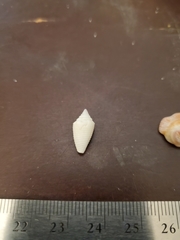 Conasprella stearnsii