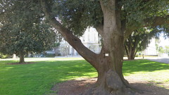 Quercus ilex