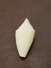 Conasprella stearnsii