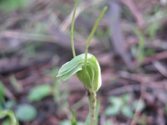 Pterostylis nana