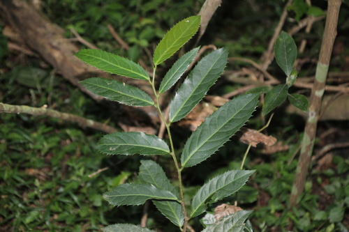 Rawsonia lucida