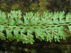 Asplenium gueinzianum