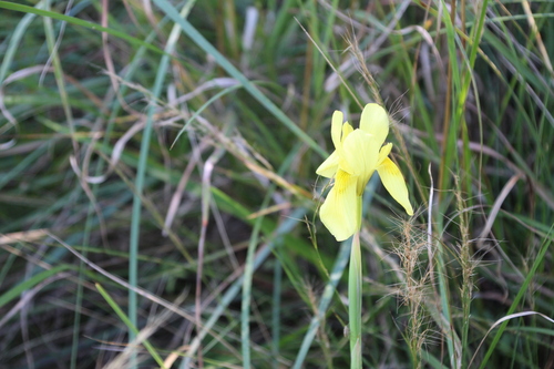 Moraea spathulata