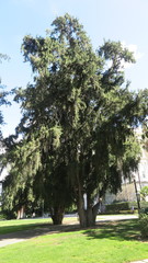 Cupressus pendula