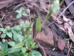 Pterostylis nana