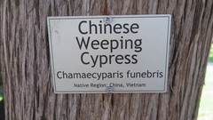 Cupressus pendula