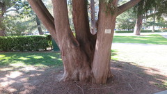 Cupressus pendula