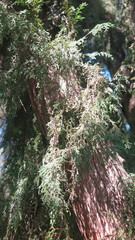 Cupressus pendula