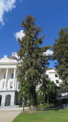 Sequoia sempervirens
