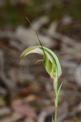 Pterostylis ampliata