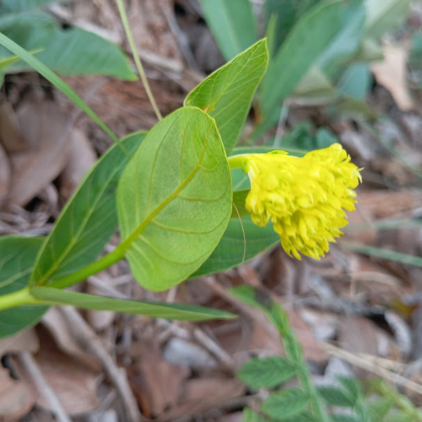 Palicourea coriacea