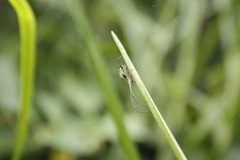 Leucauge argyrobapta