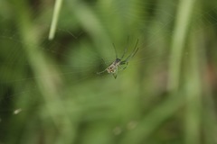 Leucauge argyrobapta