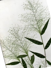 Panicum trichoides