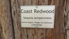 Sequoia sempervirens