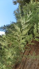 Sequoia sempervirens