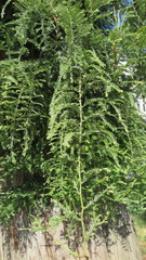 Sequoia sempervirens