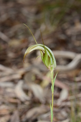 Pterostylis ampliata