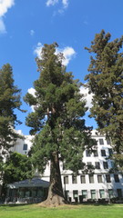 Sequoia sempervirens