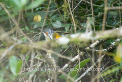 Spindalis dominicensis