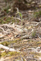 Pterostylis ampliata