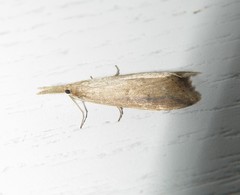 Donacaula melinellus