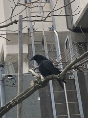 Corvus corone