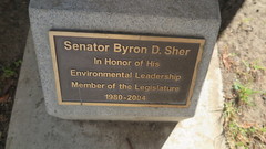 Sequoia sempervirens