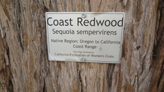 Sequoia sempervirens