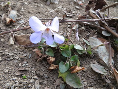 Viola grypoceras